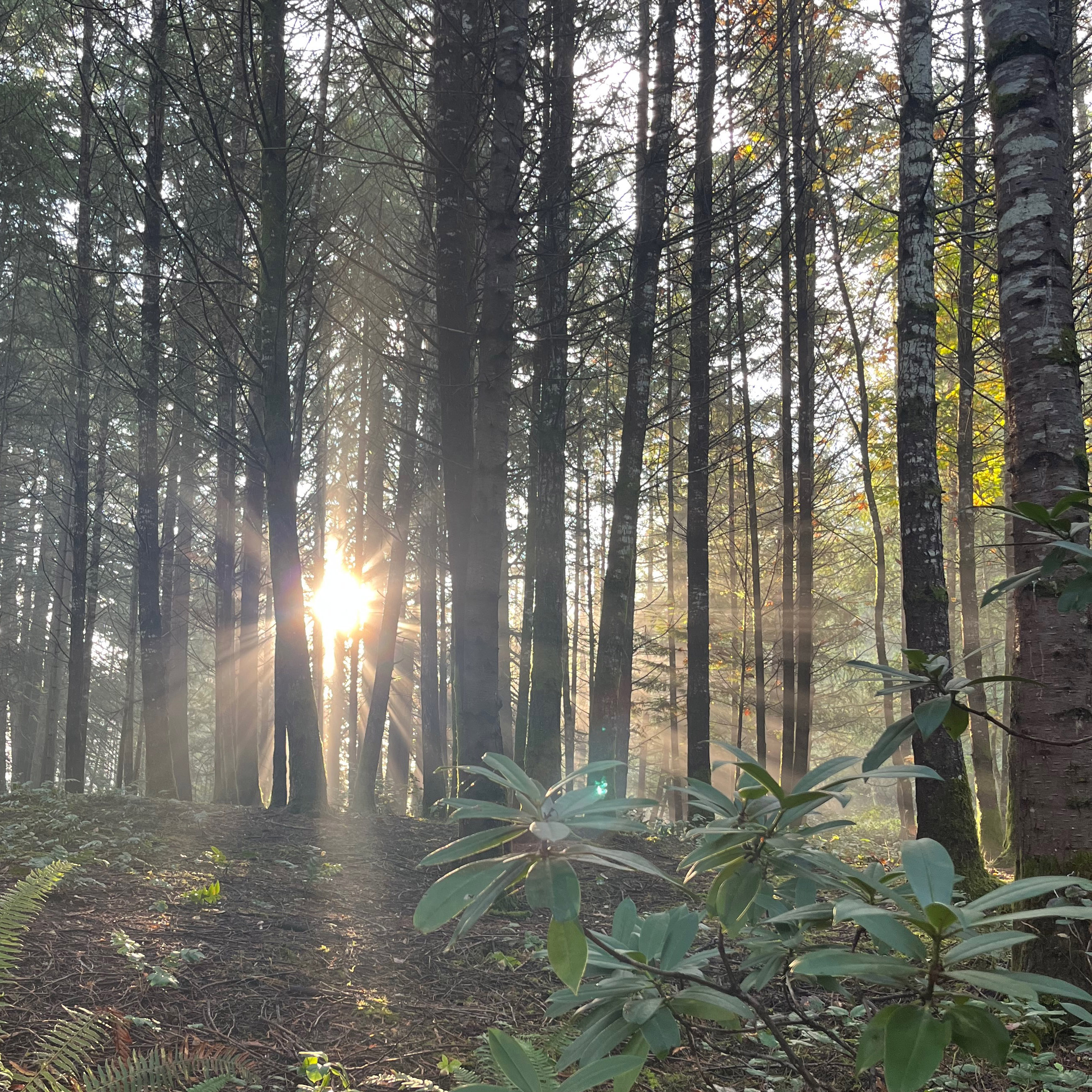 Morning sun through the forest at home.